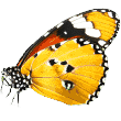 https://soulcao.com.br/wp-content/uploads/2019/08/butterfly.png