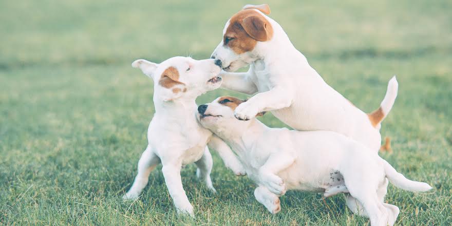 Socialização de cachorros: qual a importância e suas vantagens?