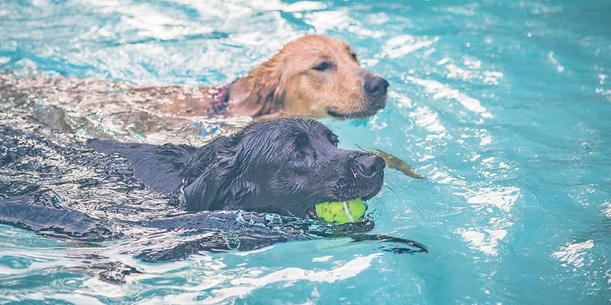 Creche para cães: 4 motivos para levar o seu cachorro na creche