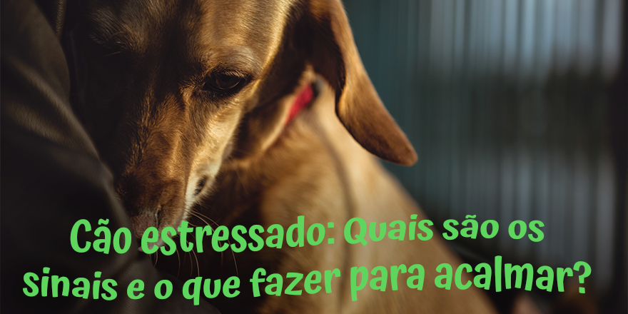 Cão estressado: quais são os sinais e o que fazer para acalmar?