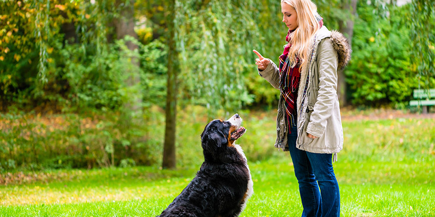 Como ensinar o cachorro a fazer as necessidades no lugar certo?