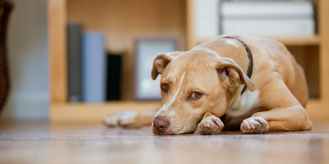 Isolamento canino: como isso pode afetar o seu cãozinho?