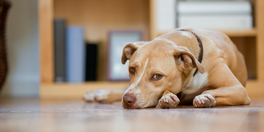 Isolamento canino: como isso pode afetar o seu cãozinho?